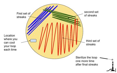 do you think that slants are autoclaved|5: Aseptic Technique and Streak Plates .